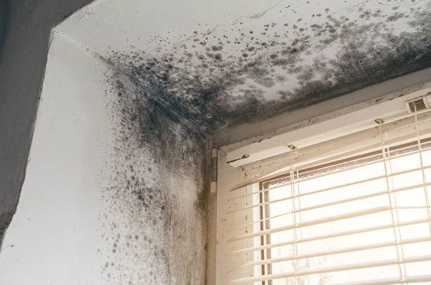 Affordable Mold Removal solutions in Hudson, PA